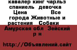  кавалер кинг чарльз спаниель -девочка › Цена ­ 45 000 - Все города Животные и растения » Собаки   . Амурская обл.,Зейский р-н